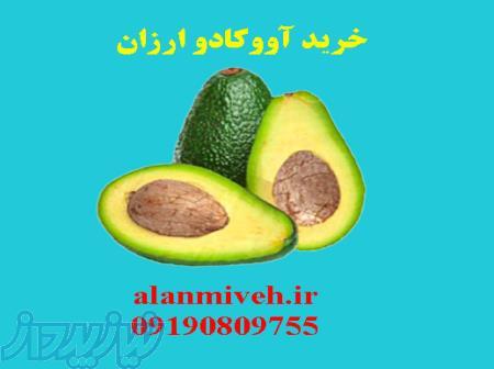 خرید اینترنتی آووکادو در شهر تهران با ارسال فوری 