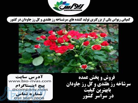 فروش عمده و تک گل رز خوشه ای در سراسر کشور 