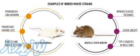 فروش موش ازمایشگاهی 