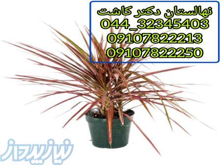 فروش گل دراسنا و انواع گل و گیاه 