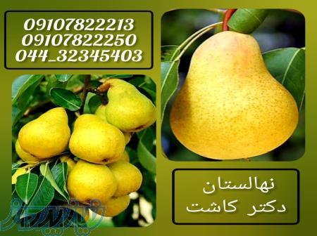 فروش نهال گلابی شاه میوه 