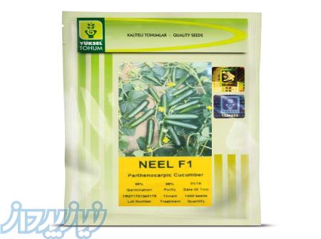 فروش بذر خیار نیل (NEEL F1) 