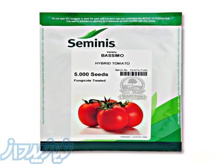 بذر گوجه باسیمو سمینیس 