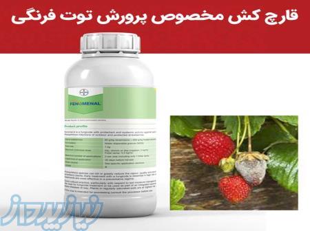 بهترین سم قارچ‌کش برای توت‌فرنگی، Fenomenal است، سفارش و خرید آنلاین 