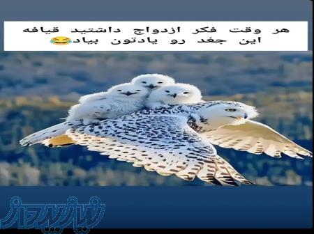 فروش قبر 