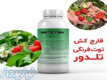 خرید عمده سم قارچ کش تلدور Teldor با قیمت مناسب برای پرورش توت فرنگی 