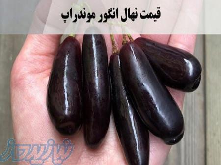 فروش انواع نهال انگور ایرانی و خارجی 