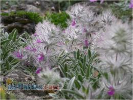 فروش چای کوهی (چای چوپان) (Stachys lavandulifolia) 