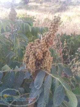 فروش و (خرید) سماق sumac seller in iran