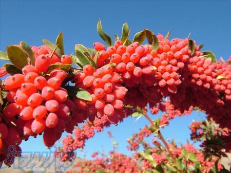 فروش زرشک و زعفران ممتاز قاینات 