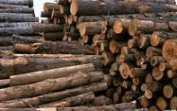 واردات چوب روسی و mdf خام غلات(گندم جو ذرت) 
